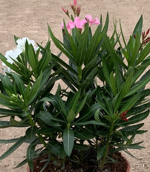 Nerium oleander tricolor
